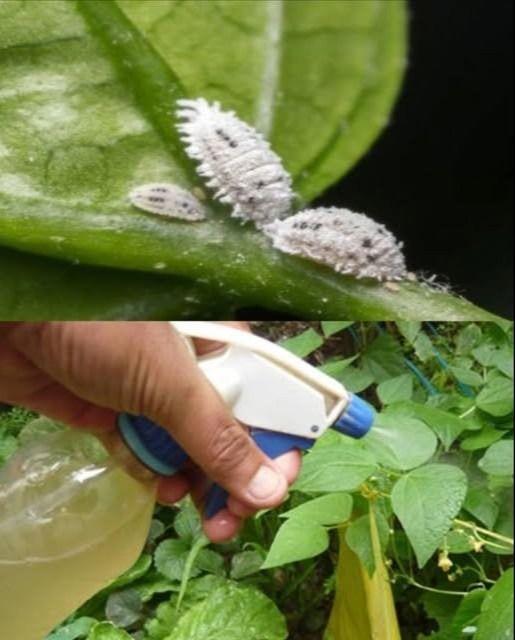 Alcohol de Ajo: El Insecticida Casero que Protege tu Huerto de Forma Natural