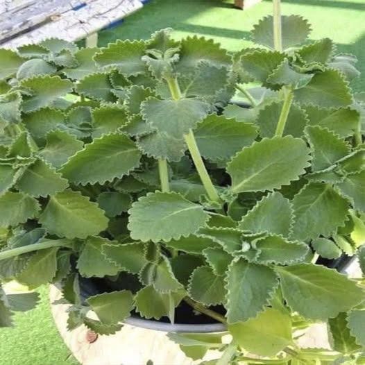 Solo 1 hojita de orégano